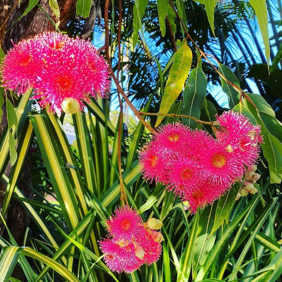 Ferns Hideaway Resort Byfield